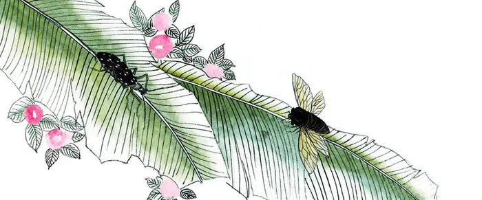 中国画 知了 树叶 绿叶 瓢虫 昆虫高清