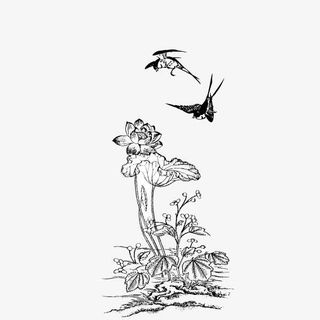 喜鹊 荷花 线条 手绘 装饰图案免抠