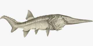 实物 鲟鱼 促销免抠