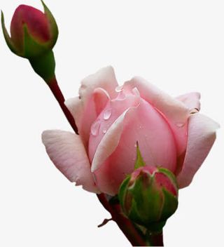 带露珠的花苞免抠