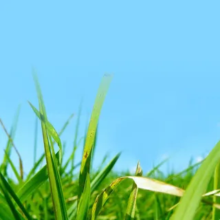 蓝底植物背景高清