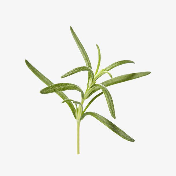 绿色迷迭香免抠