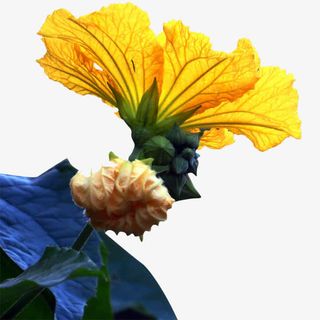 黄昏下丝瓜花静物摄影免抠png免抠