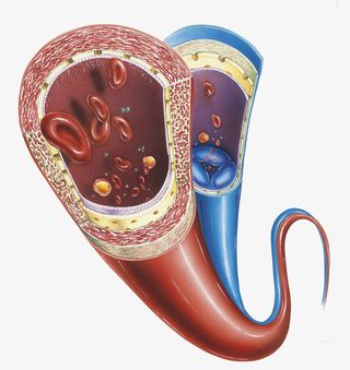 血管脉络横断面插画免抠