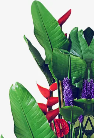 右侧茂盛绿叶背景