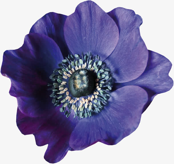 蓝花免抠