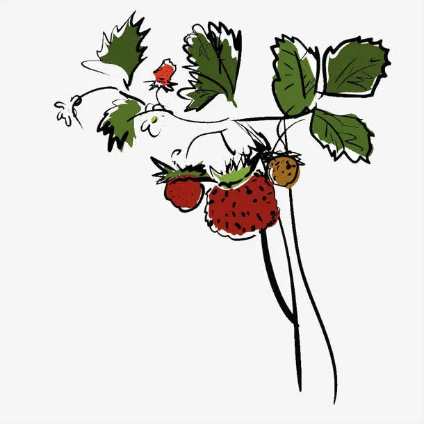 手绘草莓结果免抠