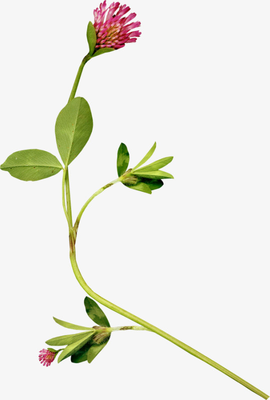 手绘装饰素材绿植花卉免抠