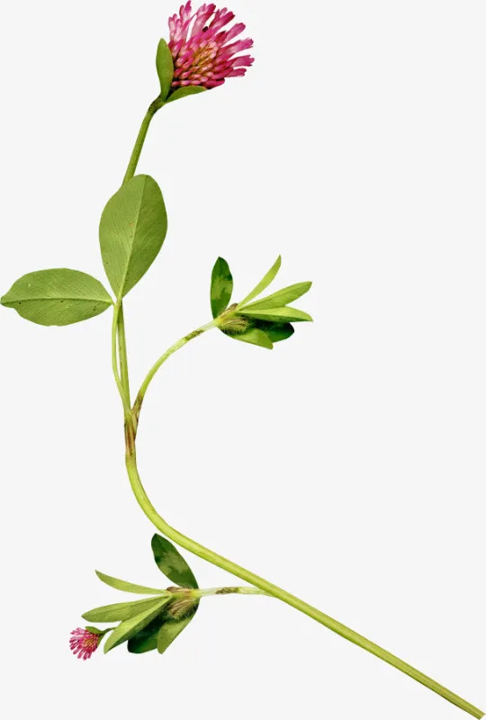 手绘装饰素材绿植花卉免抠