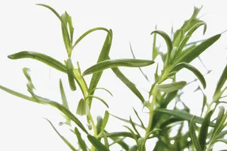 迷迭香素材图片PNG免抠