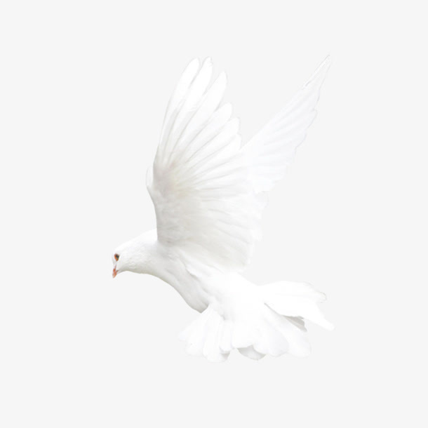 鸽子免抠