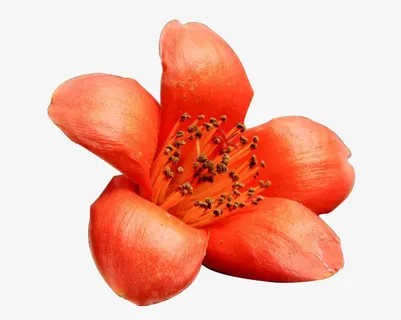 盛开的橘色木棉花免抠