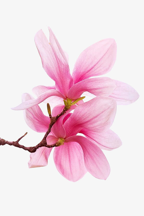 手绘桃花瓣免抠
