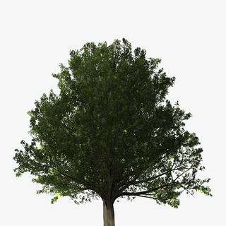 树，松树，杨树免抠