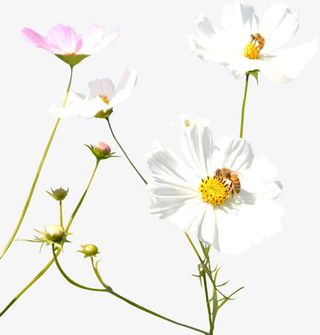 白色唯美郊外春天花朵免抠