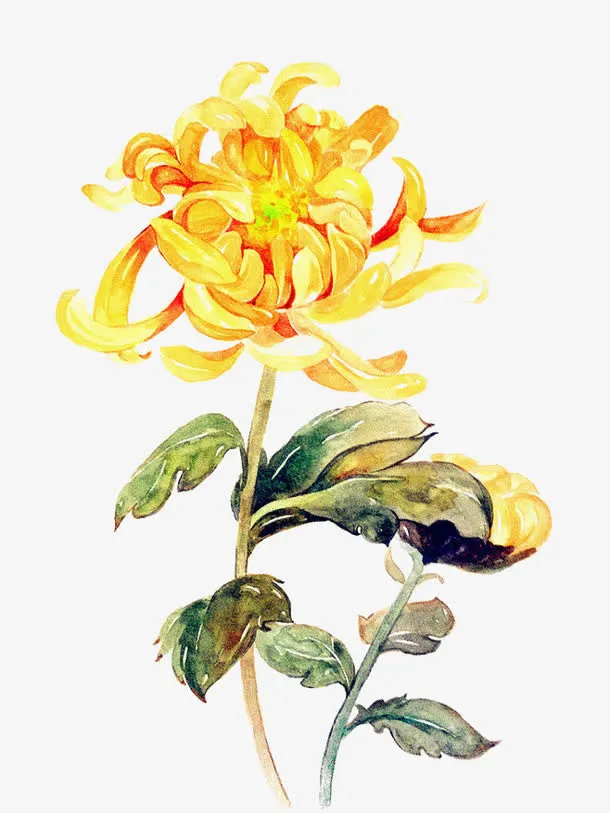 手绘黄色秋菊免抠