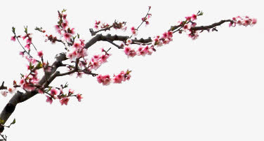 手绘桃花花朵花树装饰免抠
