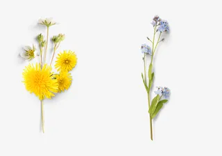 春天花草装饰元素免抠动植物植物元素