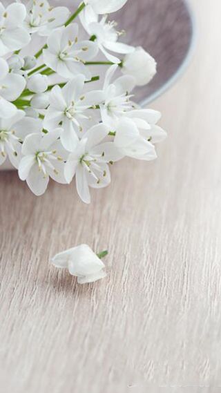 清新小花桌面背景高清