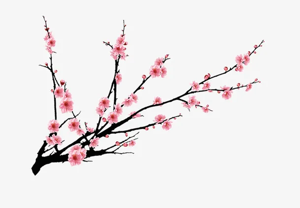 梅花免抠