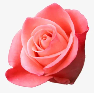 花草标签国画花卉素材免抠