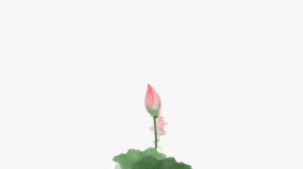 荷花免抠