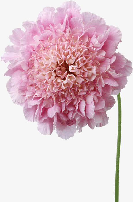 粉红花朵鲜花免抠