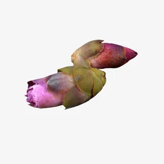 产品实物桃花茶花朵展示免抠