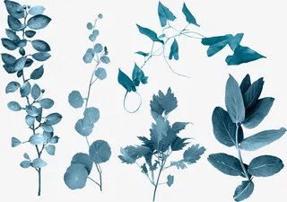 蓝色的叶子免抠