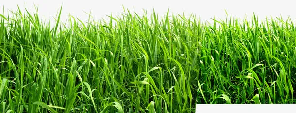 绿色清新环保草地风光免抠