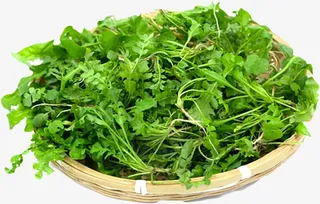 一筐新鲜的荠菜特写免抠