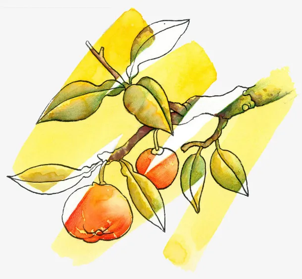 柑橘简笔涂鸦画免抠