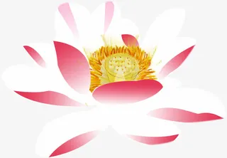 手绘粉色荷花插画免抠