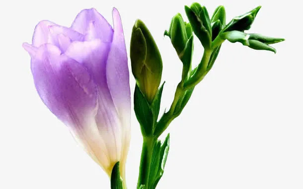花叶并存免抠