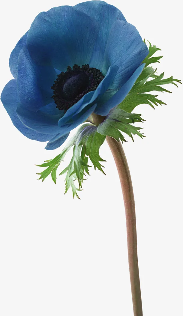 花卉免抠