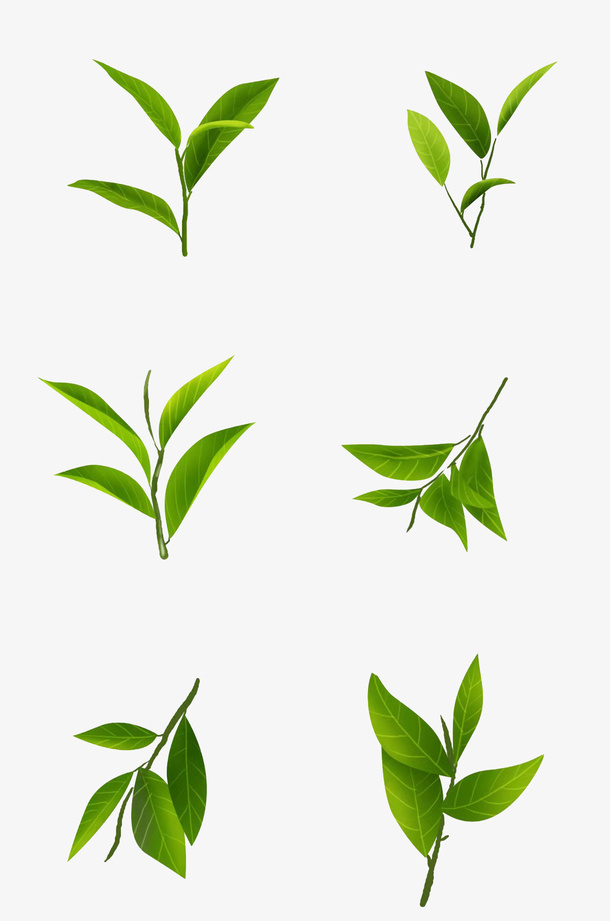 叶子   绿叶  树叶免抠