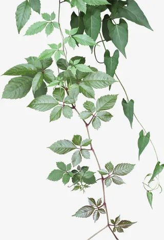 绿叶文房四宝之墨免抠