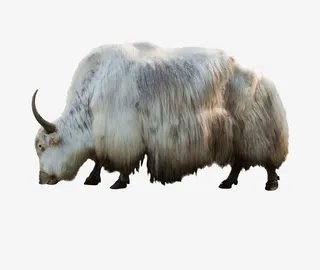 野牛图片免抠