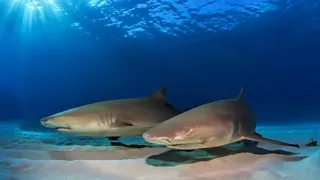 海洋馆，鲨鱼，鱼类高清