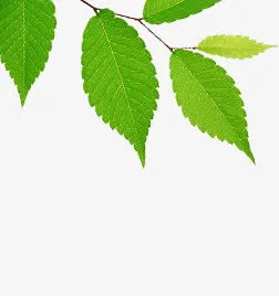 绿色春天树叶装饰美景手绘免抠