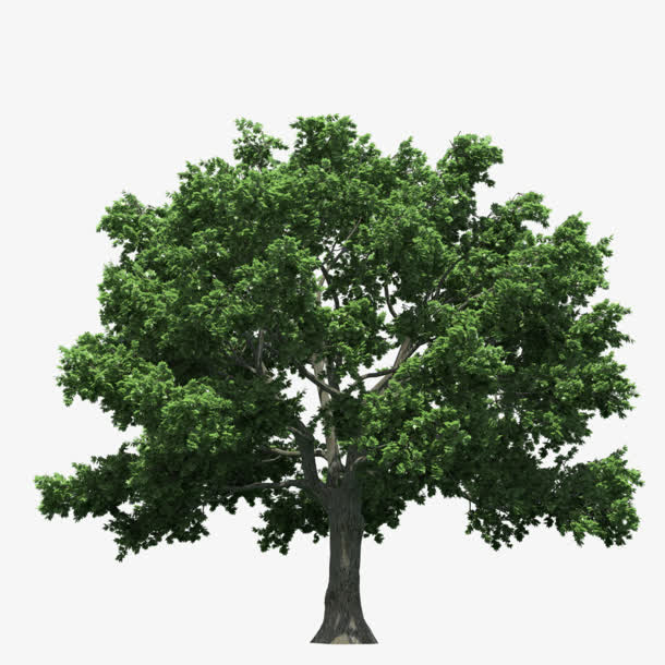 绿色植物树免抠