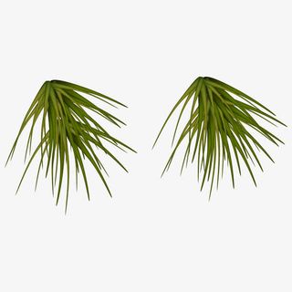 立体感松树松枝素材免抠