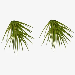 立体感松树松枝素材免抠