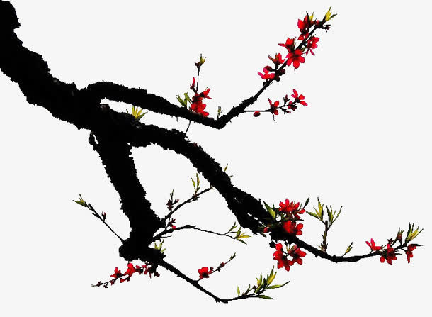 梅花树枝免抠