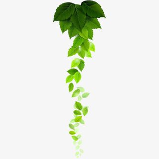 漂浮的树叶免抠