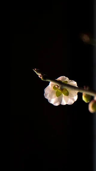 简约桃花H5背景素材高清