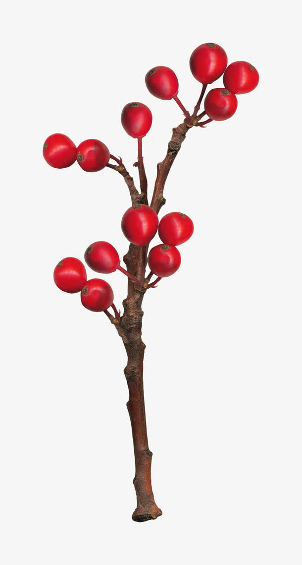 红果果枝干实物免抠