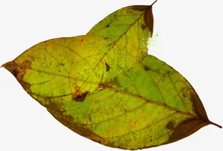 绿色春天树叶干枯免抠