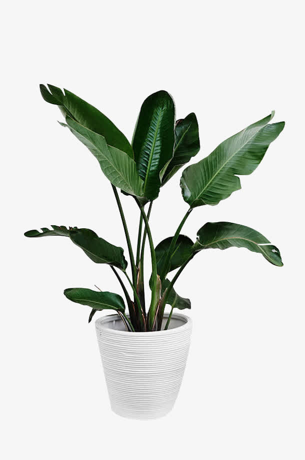 绿色植物盆栽免抠动植物植物元素