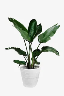 绿色植物盆栽免抠动植物植物元素 绿色植物盆栽免抠动植物植物元素